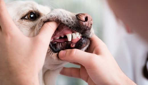 【獣医師が解説】侮れない犬の歯周病。治療や予防法になる歯のケアとは？